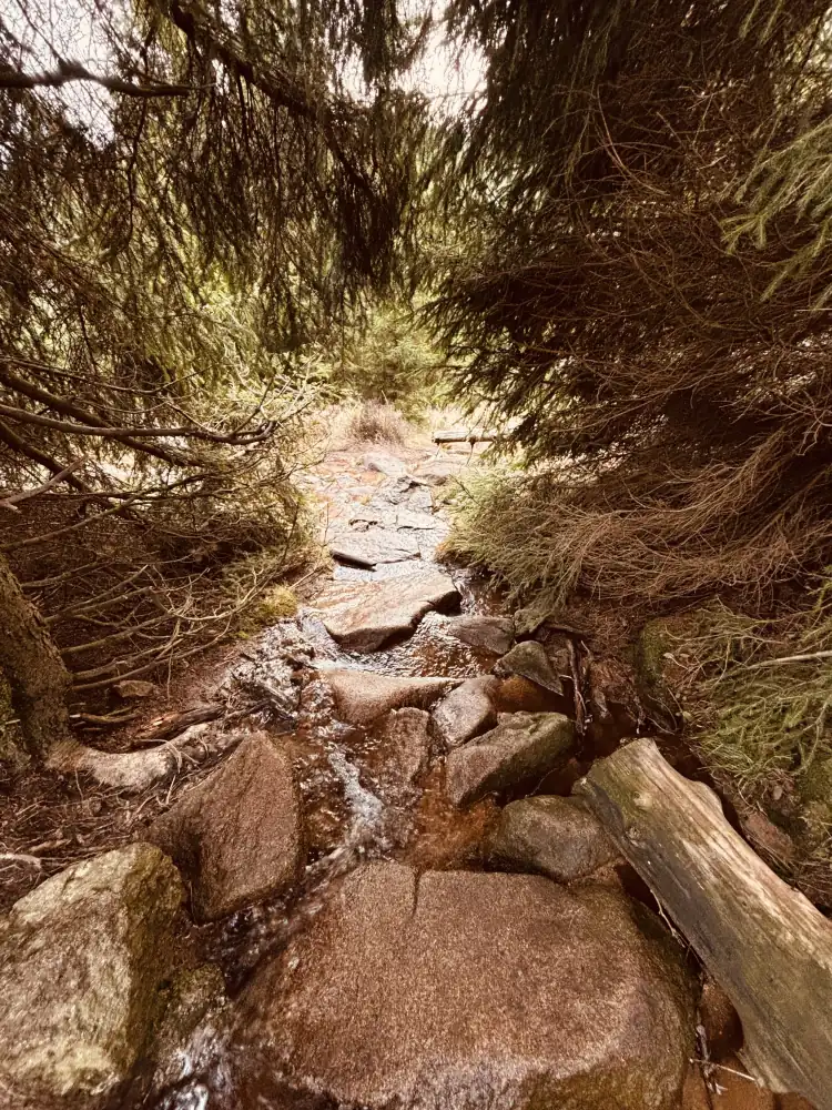 Bachlauf unter Fichten am Eckerlochstieg