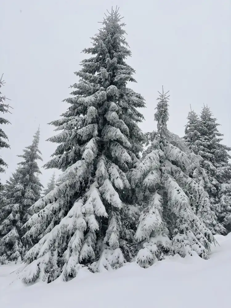 Tief verschneite Fichten auf dem Acker im Nationalpark Harz