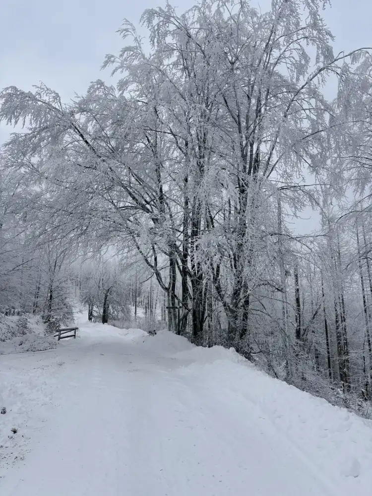 Verschneiter Forstweg mit Raureif an den Buchen auf der Winterwanderung von Lonau zur Hanskühnenburg