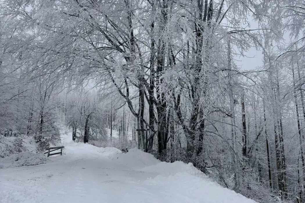 Verschneiter Forstweg mit Raureif auf der Winterwanderung von Lonau zur Hanskühnenburg