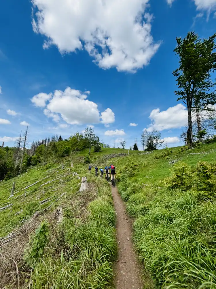 Mountainbiker auf einem schmalen Trail durch Bergwiesen am Großen Knollen