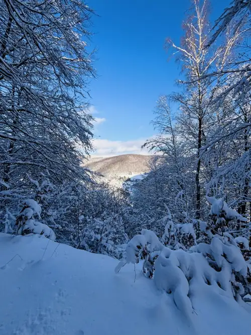 Verschneiter Winterwald im Nationalpark Harz