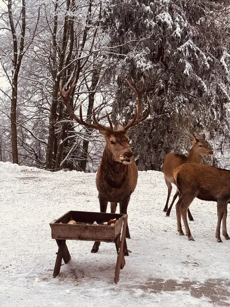 Rothirsch an der Futterkrippe im Schnee